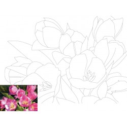 Полотно на картоні з контуром, Натюрморт №16, 30*40, бавовна, акрил, ROSA Talent