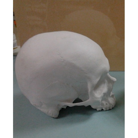 Гипсовый череп без челюсти