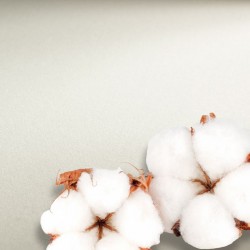 Hahnemuhle папір акварельний The Collection СP 56*76см, 300г/м2, середнє зерно, 100% бавовна