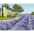 Набір для розпису "Лавандове поле" 40*50 см без підрамника, АrtCraft