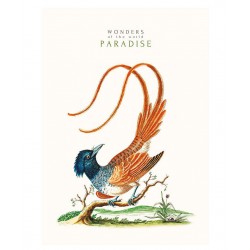 Зошит загальний, скоба, А4/40арк., у лінію, білий блок, 70г/м2, картон, мат. ламінація, Student