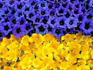 Розклад роботи магазинів у святкові дні Розклад роботи магазинів у святкові дні